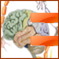 Brain — Thought & perception